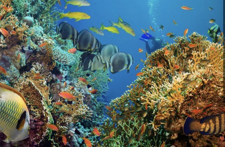 Choosing Ocean Friendly Sun Protection